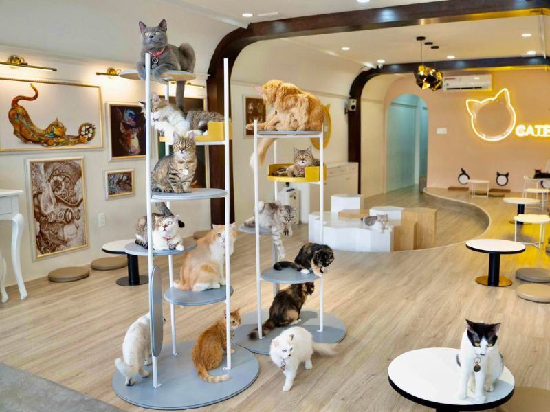  Một thiết kế pet shop TPHCM ấn tượng, khang trang